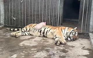 山西動物園小豬趴老虎肚上睡覺 引圍觀熱議