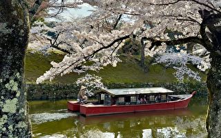 彥根城櫻花祭 春日浪漫古城幽雅