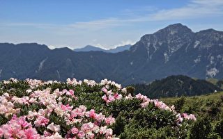 合欢山高山杜鹃盛开 王德合：春之盛宴