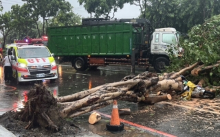 凯米台风死亡首例 高雄7旬妇人骑车遭倒树压亡