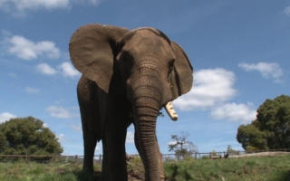 奧克蘭動物園將其最後一頭大象搬遷至田納西