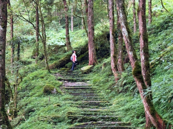 宜蘭,棲蘭,棲蘭神木園區,宜蘭景點