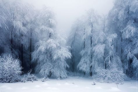 20 IMPRESIONANTES FOTOGRAFÍAS De Paisajes de invierno | Panda Aburrido Winters Tafereel, Winter Landscape Photography, Photos Black And White, Snow Covered Trees, Snow Angel, Winter Love, Winter Photos, Winter Magic, Winter Scenery