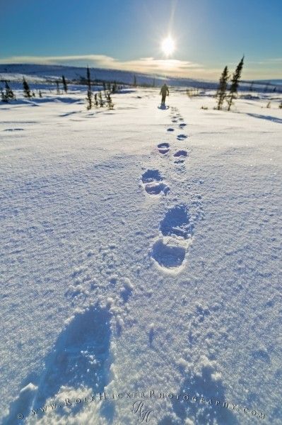 Walking in the snow Nature, Footsteps In Snow, Animal Tracks In Snow, Walking In Snow, Canadian Arctic, Footprints In The Snow, Environment Inspiration, Person Walking, Yukon Territory