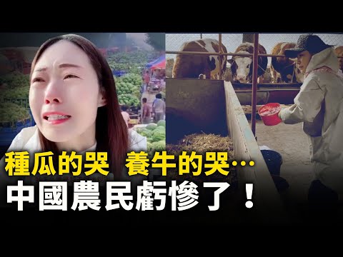 西瓜崩盘 ，牛肉崩盘，养牛的哭，养猪的哭，……中国农民亏惨了｜ 