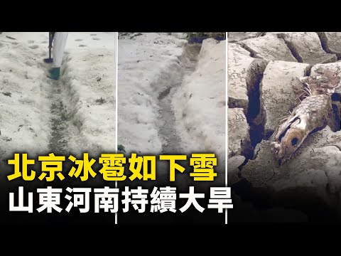 北京冰雹如下雪 地面積冰一尺多深！山東河南持續大旱 農作物枯死 