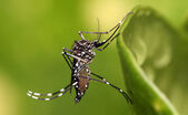 Ţânţar Aedes aegypti (Wikipedia.org)