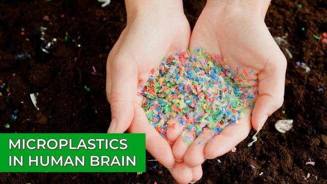 Researchers Discover Microplastics in Human Brain