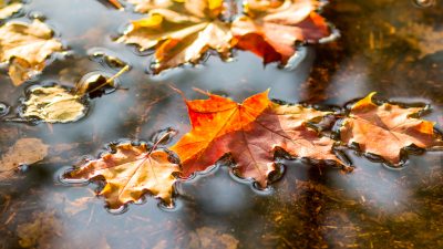 Zum Mitsingen: Bunt sind schon die Wälder