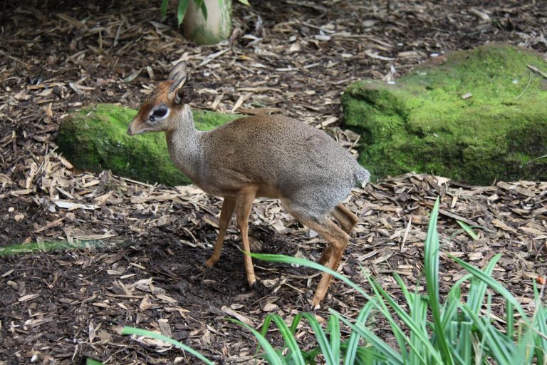 mouse-deer-Flickr