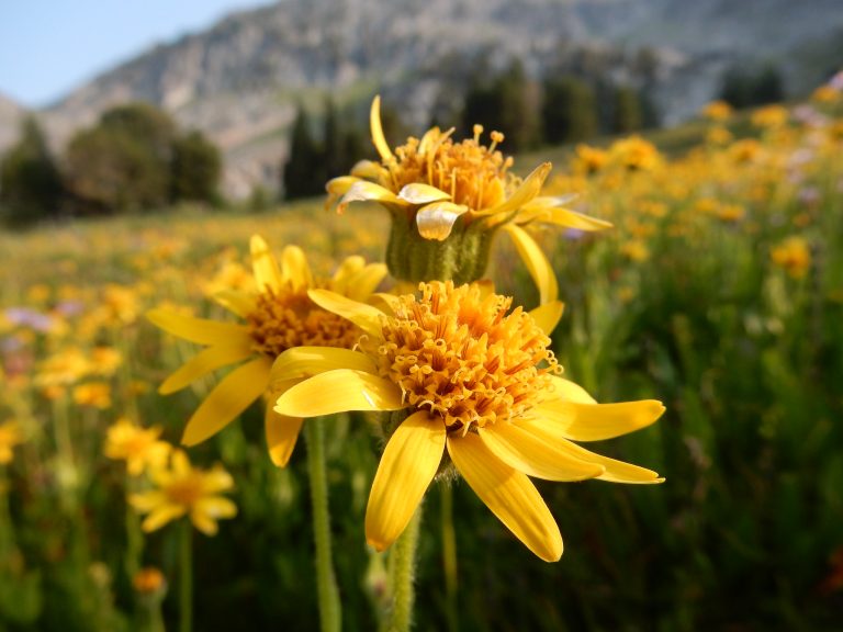 arnica-medicinal-herbs-flickr