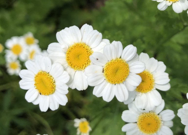 feverfew-flowers-Flickr