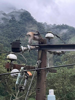 南庄山區無預警停電  獼猴惹禍觸電焦黑亡