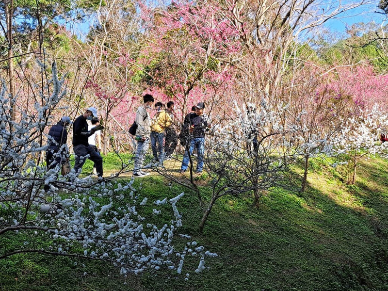 春暖花開，東勢林場內櫻花、李花盛開，相互在枝頭爭妍，吸引許多遊客前往拍照。（東勢林場提供）中央社記者趙麗妍傳真  112年1月31日