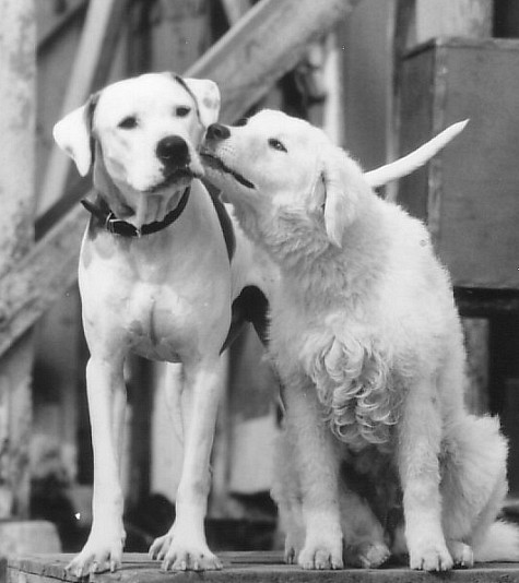 Michael J. Fox and Carla Gugino in Homeward Bound II: Lost in San Francisco (1996)