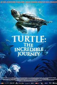 Primary photo for Turtle: The Incredible Journey