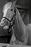 Mister Ed's primary photo