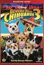 Những Chú Chó Chihuahua Ở Đồi Beverly 3