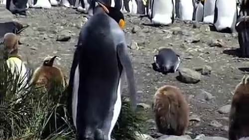 An Inconvenient Penguin