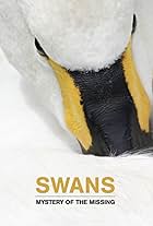 Swans: Mystery of the Missing