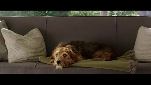 'Dog Days' follows a group of interconnected people in Los Angeles who are brought together by their lovable canine counterparts.