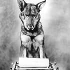 Rin Tin Tin