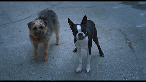 An abandoned dog teams up with other strays to get revenge on his former owner.