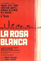 Rosa blanca