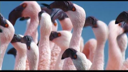 The Crimson Wing: Mystery of the Flamingos