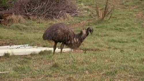 American Pickers: The Emu Chase