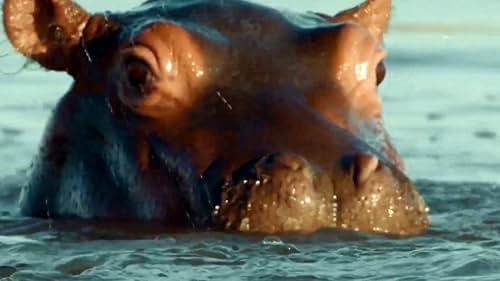 Nature: Hippo King