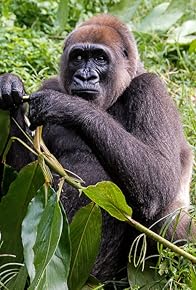 Primary photo for Bama, der Gorillamann - Abenteuer in Kamerun